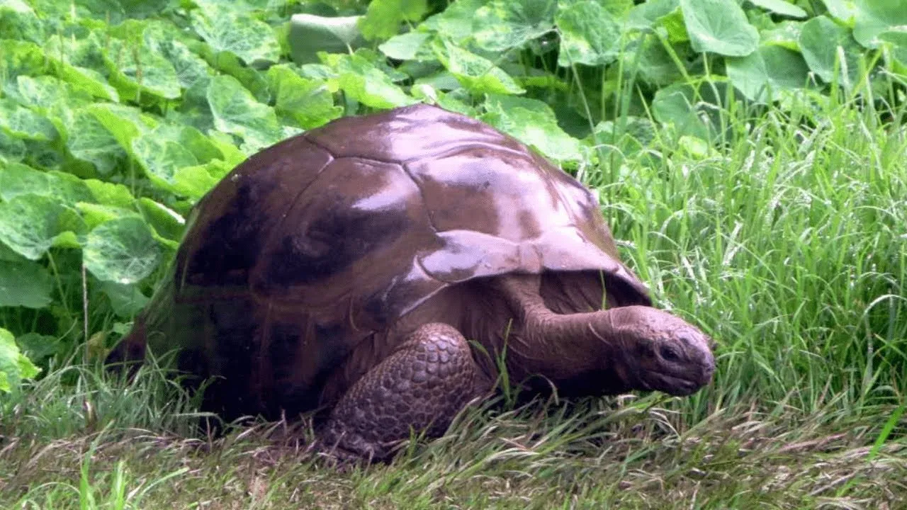 Meet Jonathan, The World's Oldest Tortoise - 188 Years Old; Born 29 Years Before The Civil War