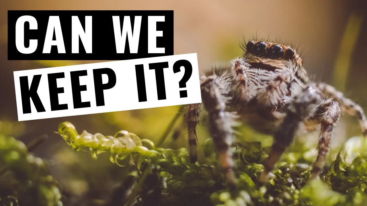 Personality Test. Would You Keep The Spider?