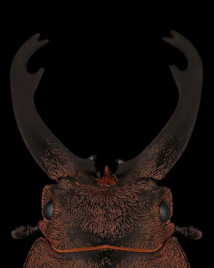 Stag Beetle