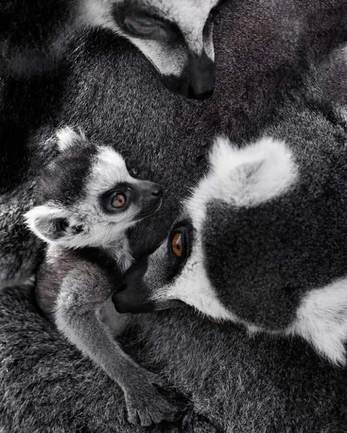 I Photograph The Loving Bond Between Animal Moms And Their Babies (34 Pics)