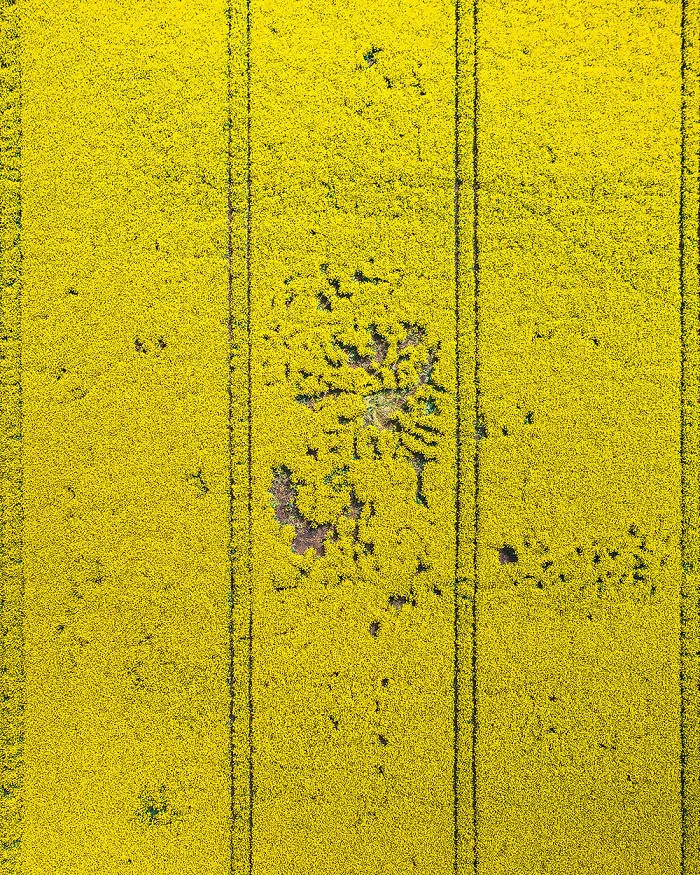 Rapeseed Field ( Poland)