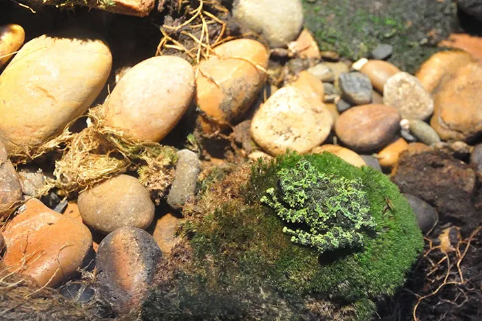 Vietnamese Mossy Frog