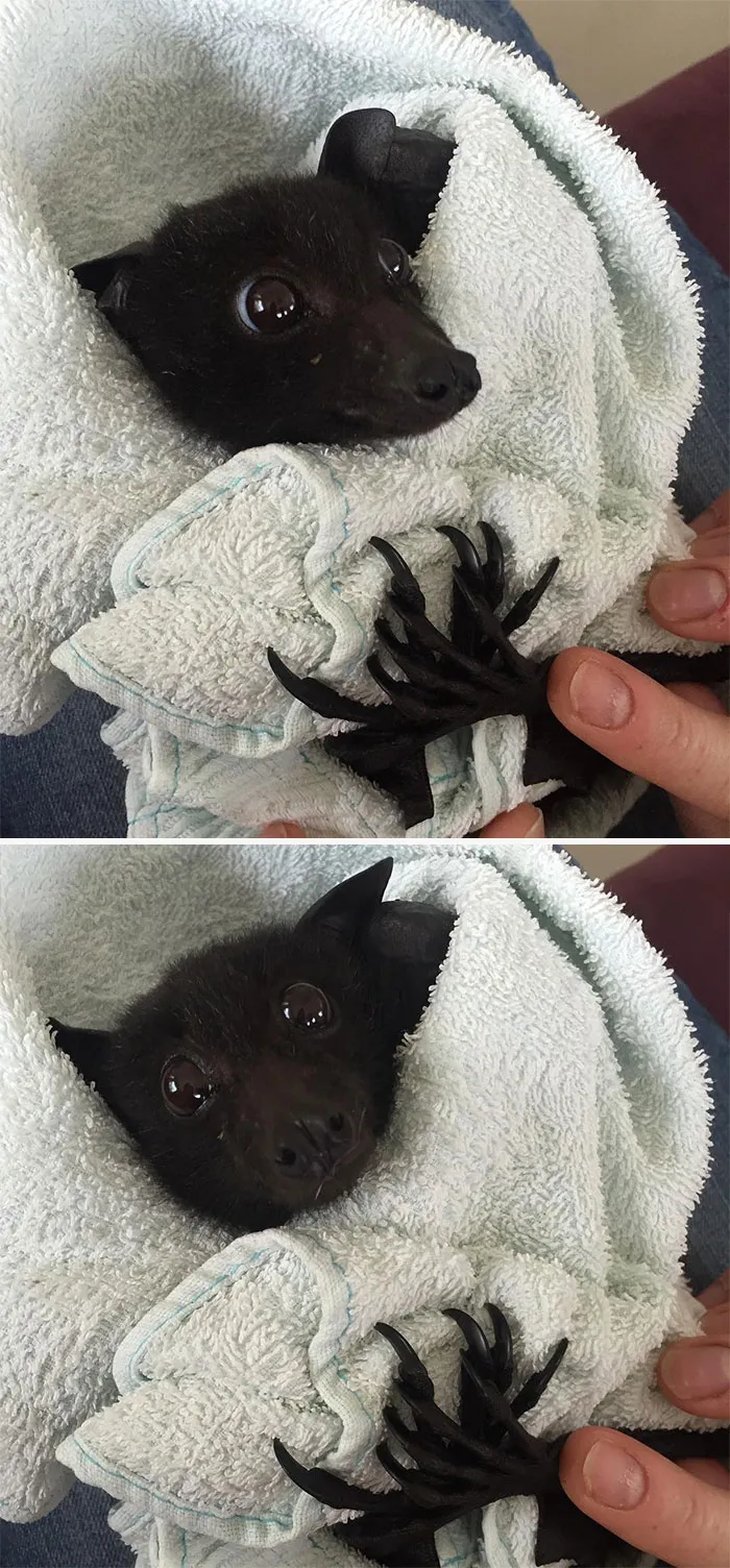 Spikey Paws
