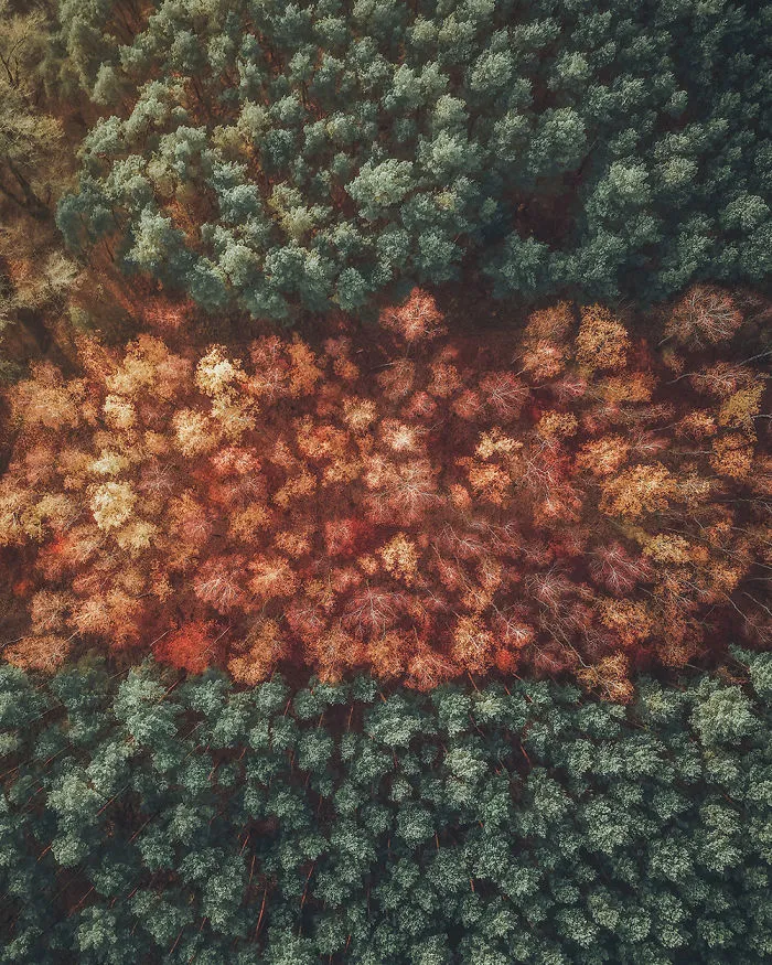 Deciduous And Coniferous Forest In Autumn (Poland)