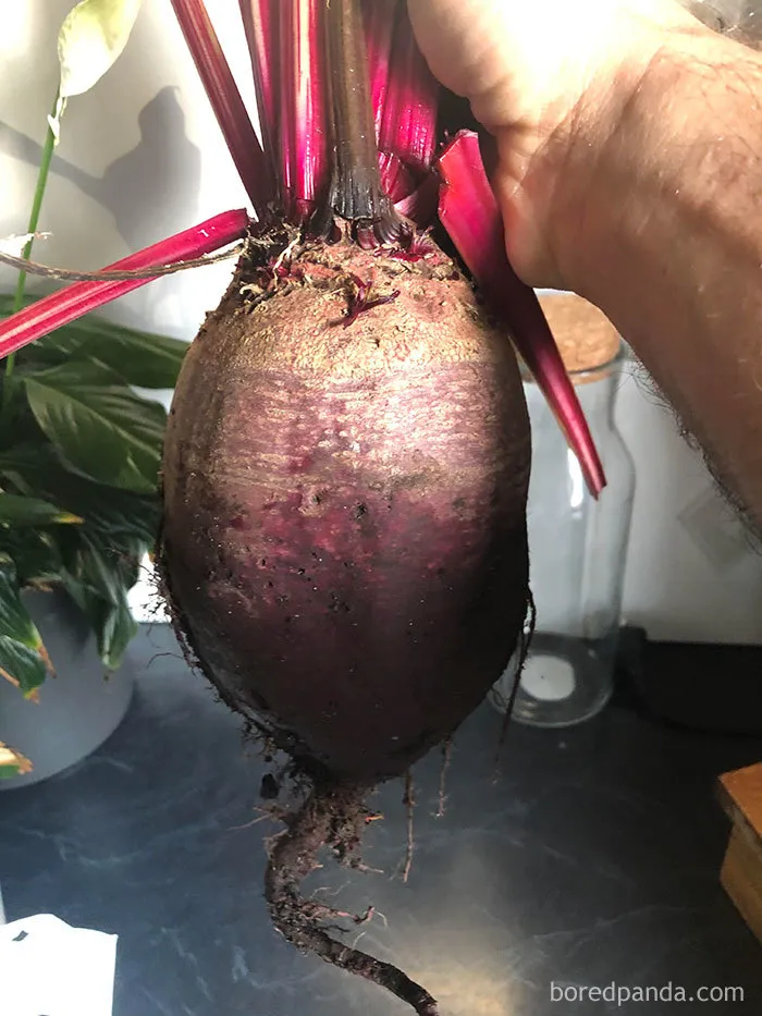 35 Times People Ordered Groceries During Quarantine And Got More Than They Bargained For