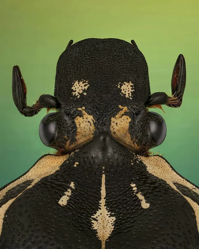 Goliathus Orientalis