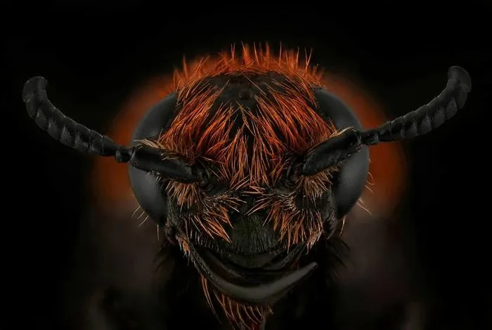 Scoliidae