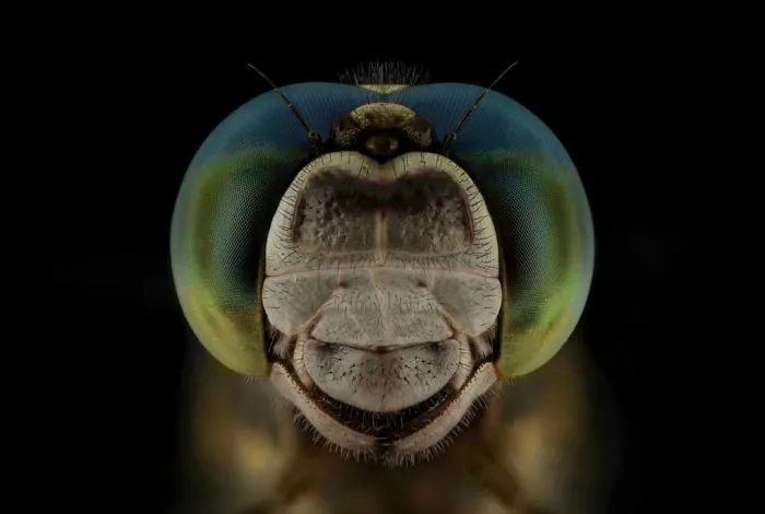 Dragonfly