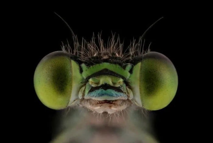 Damselfly