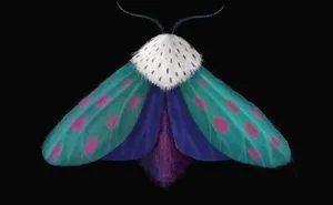 I Created Surreal Moths During Covid-19 Isolation