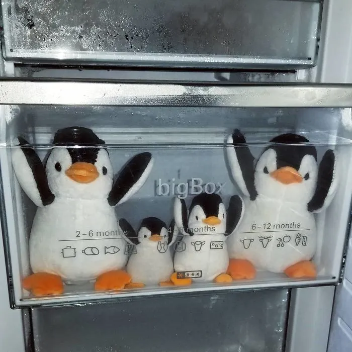 Private Penguin (@private.penguin)
