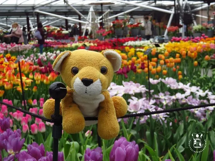 Fluffy Nijdam (@thebitesizedbackpacker)