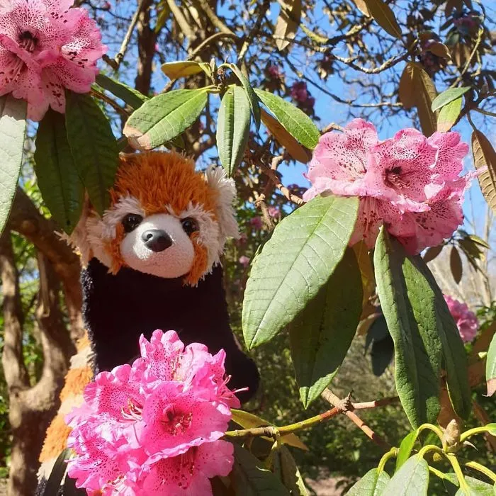 Archie The Red Panda (@archietheredpanda)