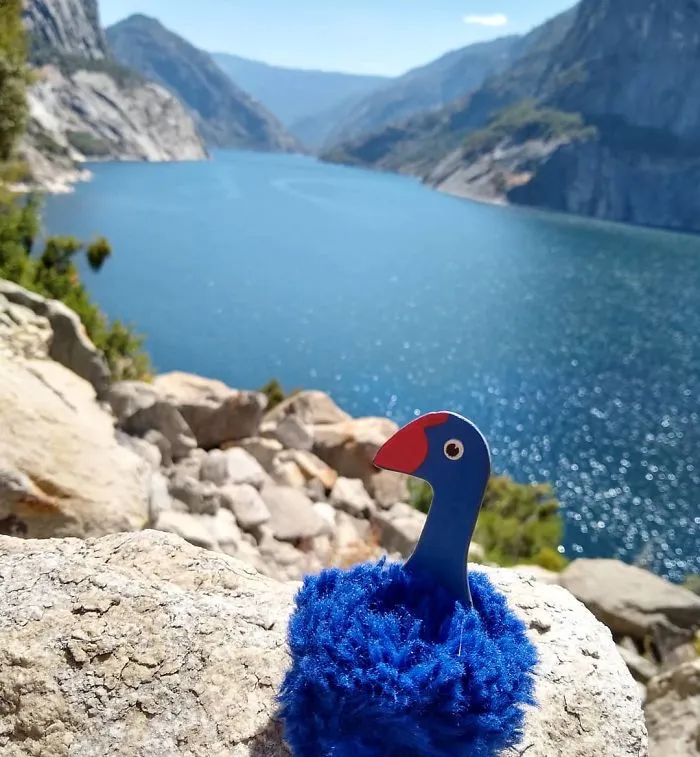 Leggy The Pukeko (@adventures_of_leggy)
