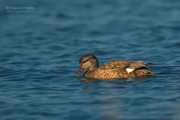 Eurasian Teal