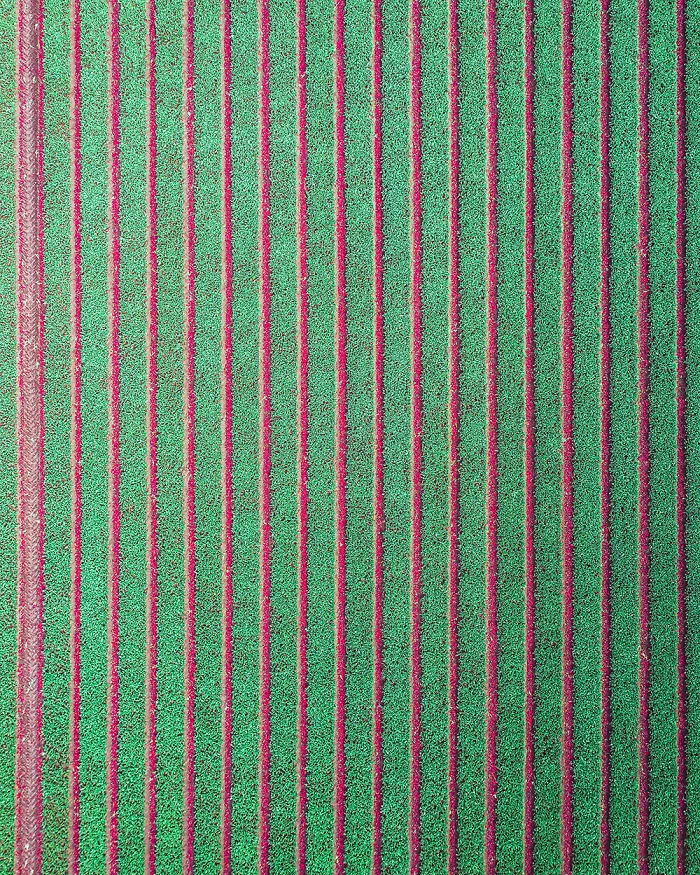 Tulip Cuttings Between Green Trenches (Poland)