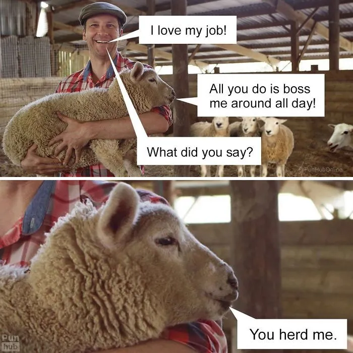 Shepherd