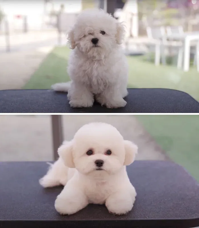 31 Dogs That Look Almost Unrecognizable After Seeing These Groomers