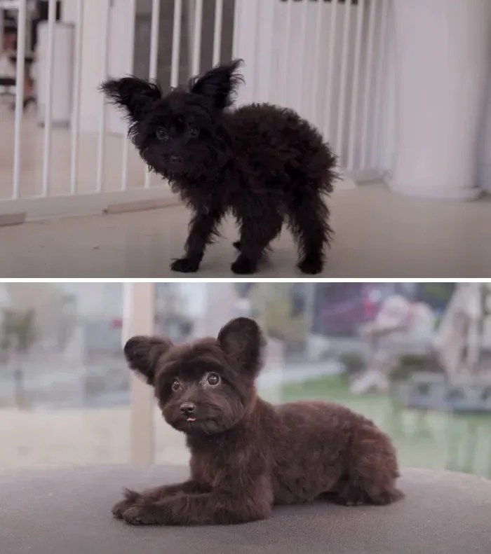 31 Dogs That Look Almost Unrecognizable After Seeing These Groomers