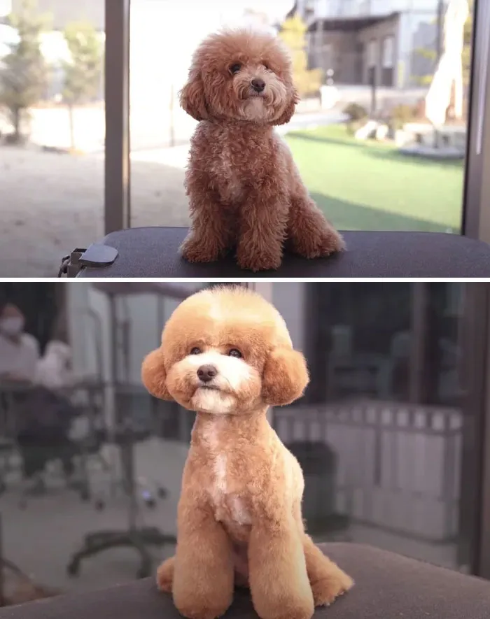 31 Dogs That Look Almost Unrecognizable After Seeing These Groomers