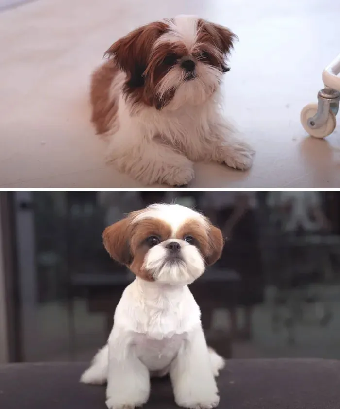 31 Dogs That Look Almost Unrecognizable After Seeing These Groomers