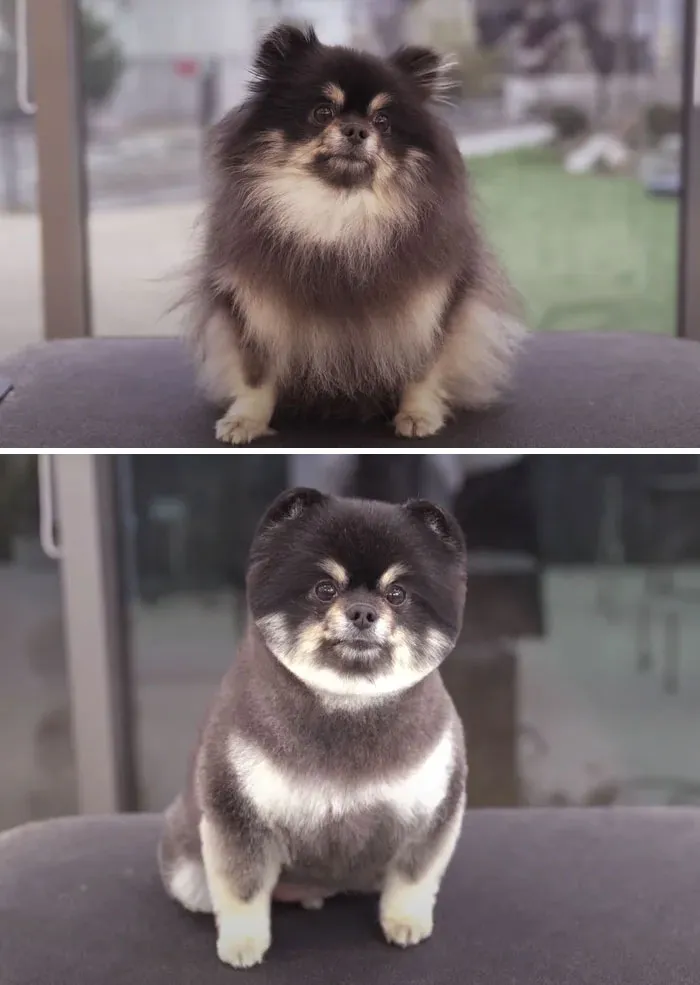 31 Dogs That Look Almost Unrecognizable After Seeing These Groomers