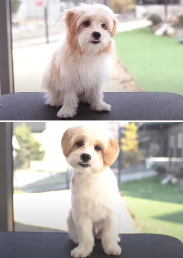 31 Dogs That Look Almost Unrecognizable After Seeing These Groomers
