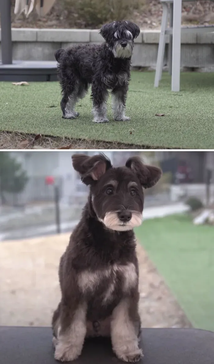 31 Dogs That Look Almost Unrecognizable After Seeing These Groomers