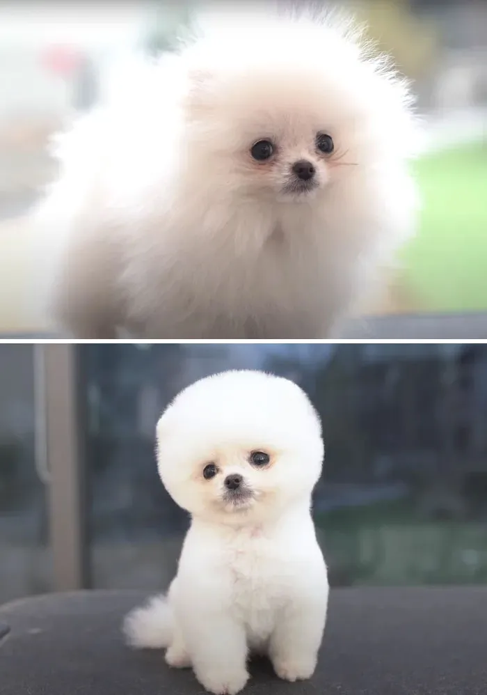 31 Dogs That Look Almost Unrecognizable After Seeing These Groomers