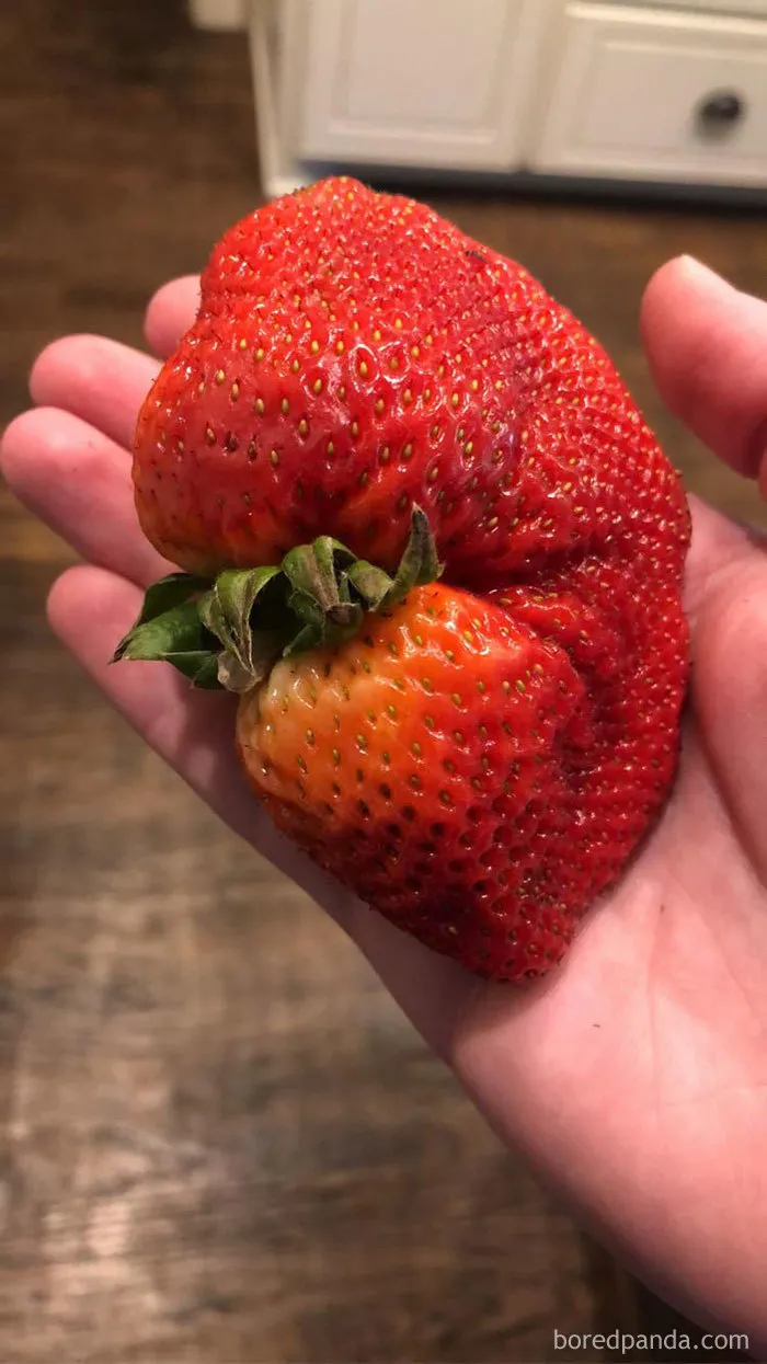 35 Times People Ordered Groceries During Quarantine And Got More Than They Bargained For