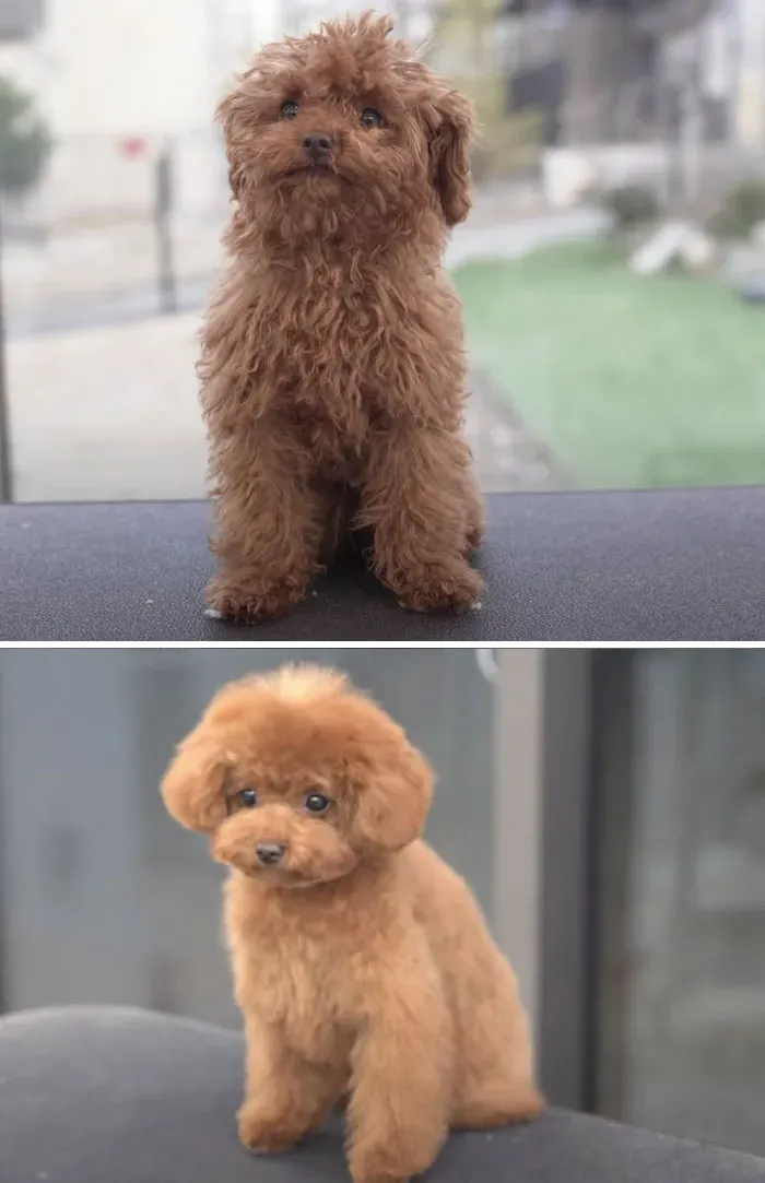 31 Dogs That Look Almost Unrecognizable After Seeing These Groomers