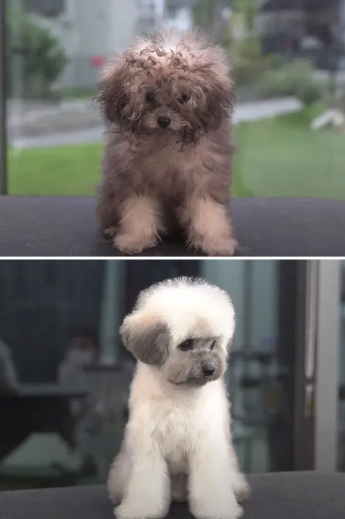 31 Dogs That Look Almost Unrecognizable After Seeing These Groomers