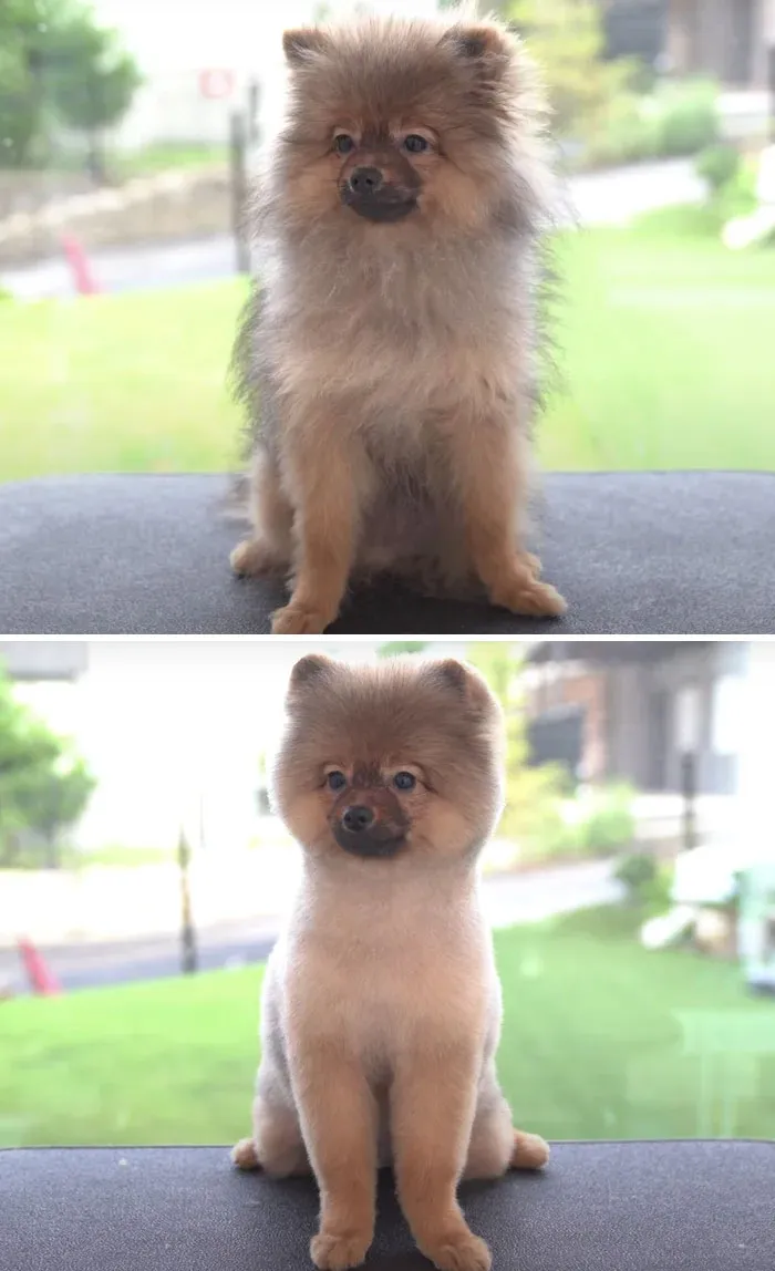 31 Dogs That Look Almost Unrecognizable After Seeing These Groomers