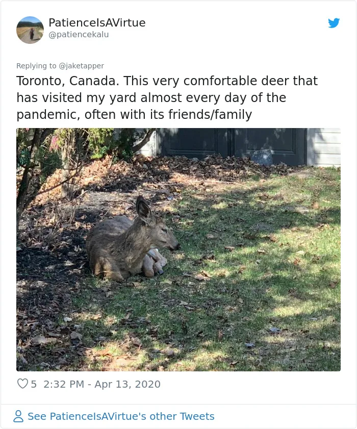Ciervos invadiendo zonas residenciales de Toronto, Canadá