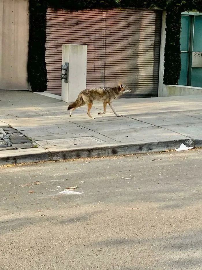 Coyote paseando por San Francisco