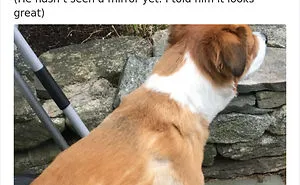 30 Times Quarantined People Did Funny Dog Haircuts