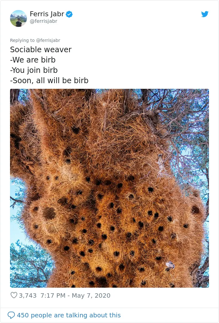 Sociable Weaver