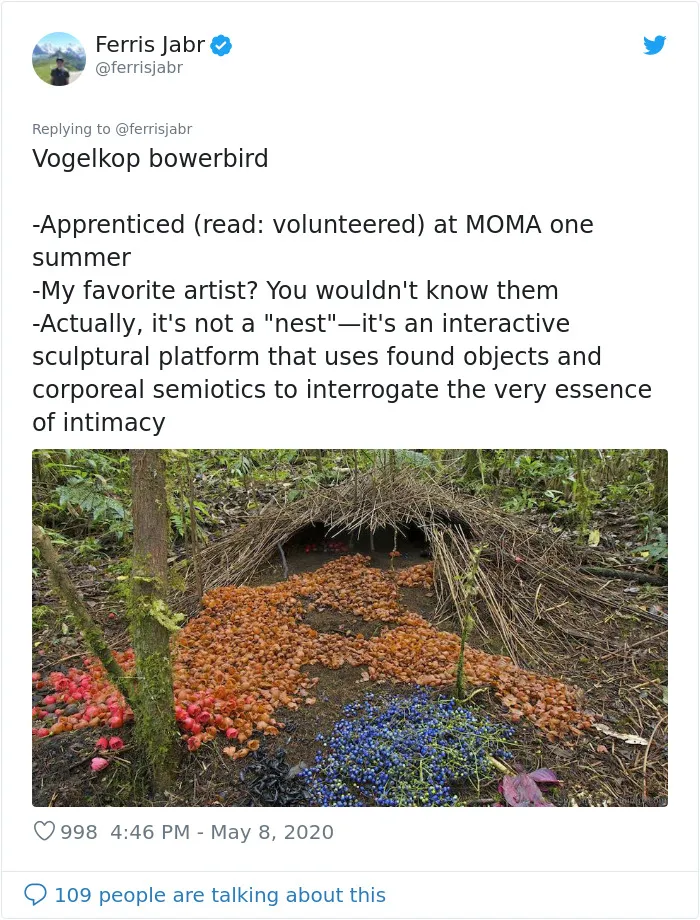 Vogelkop Bowerbird