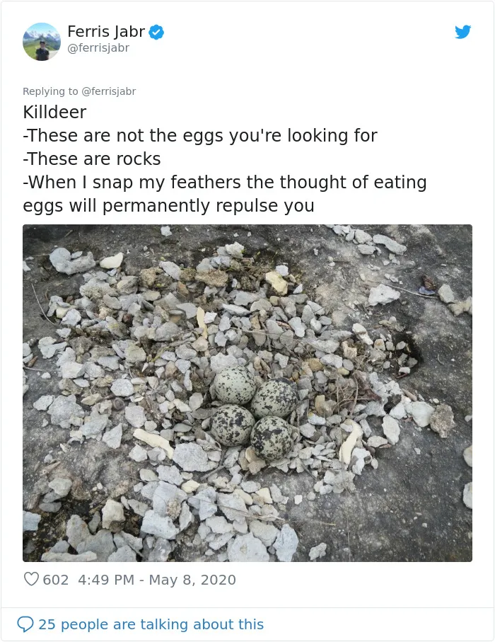 Killdeer