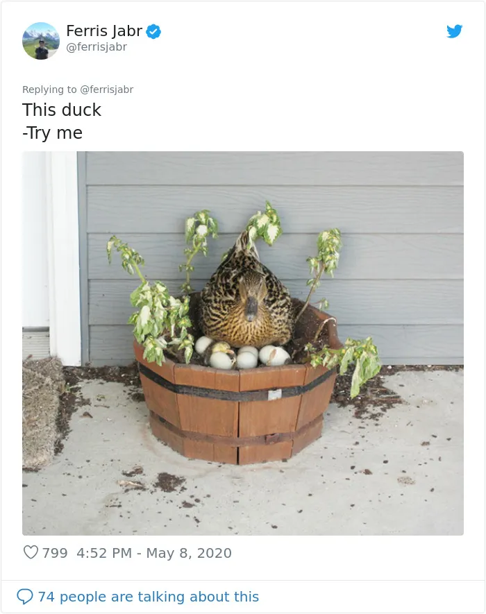 Duck