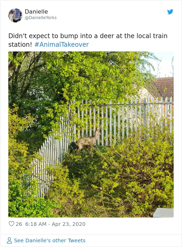 Ciervo en una estación de tren en Irlanda