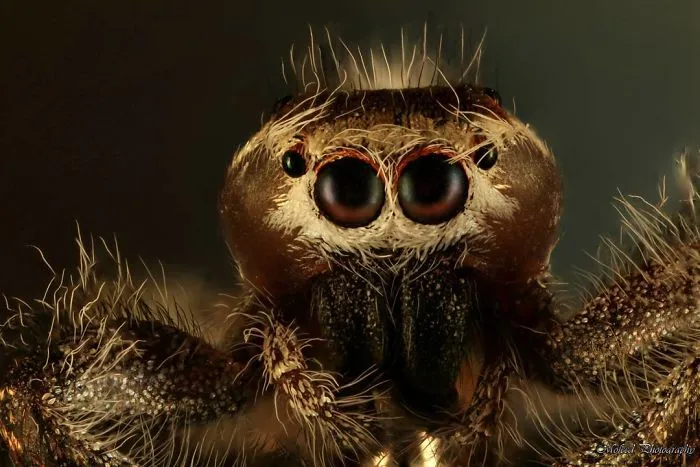 Macro Spider