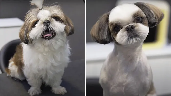 31 Perros que han quedado casi irreconocibles tras pasar por el perruquero