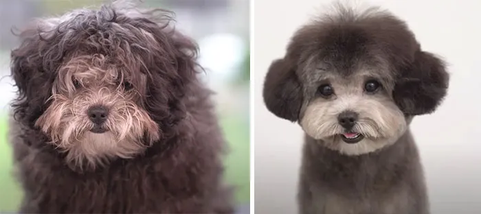 31 Dogs That Look Almost Unrecognizable After Seeing These Groomers