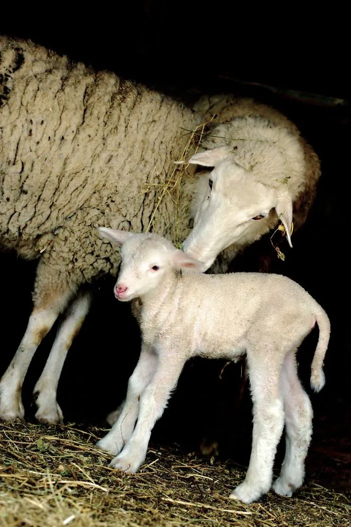 I Photograph The Loving Bond Between Animal Moms And Their Babies (34 Pics)