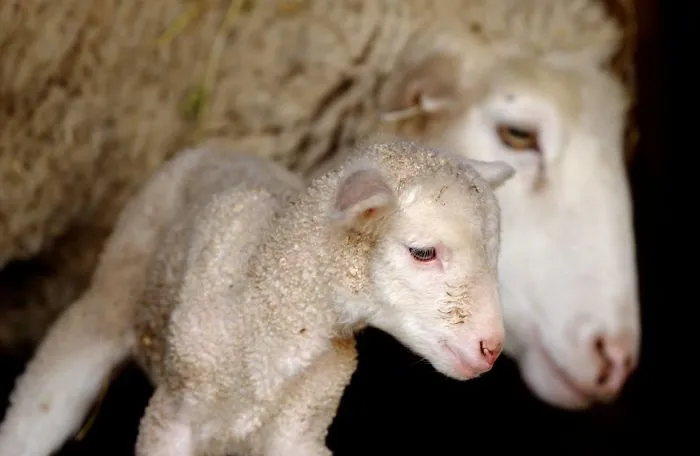 I Photograph The Loving Bond Between Animal Moms And Their Babies (34 Pics)