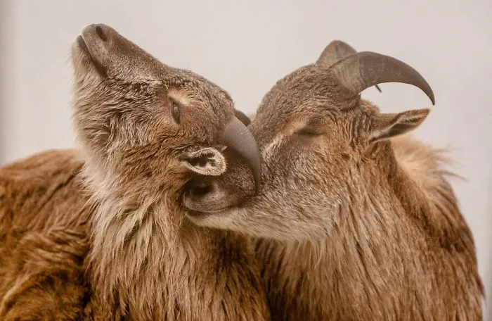 I Photograph The Loving Bond Between Animal Moms And Their Babies (34 Pics)
