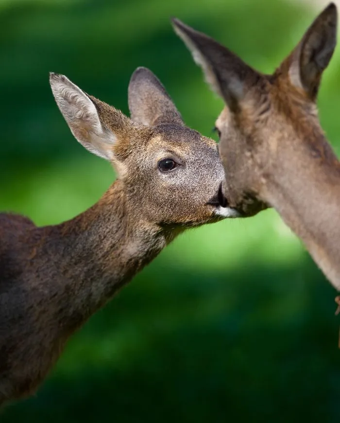 I Photograph The Loving Bond Between Animal Moms And Their Babies (34 Pics)