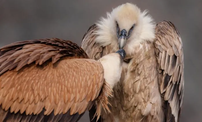 I Photograph The Loving Bond Between Animal Moms And Their Babies (34 Pics)