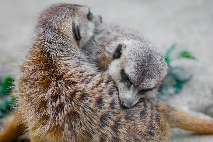 I Photograph The Loving Bond Between Animal Moms And Their Babies (34 Pics)